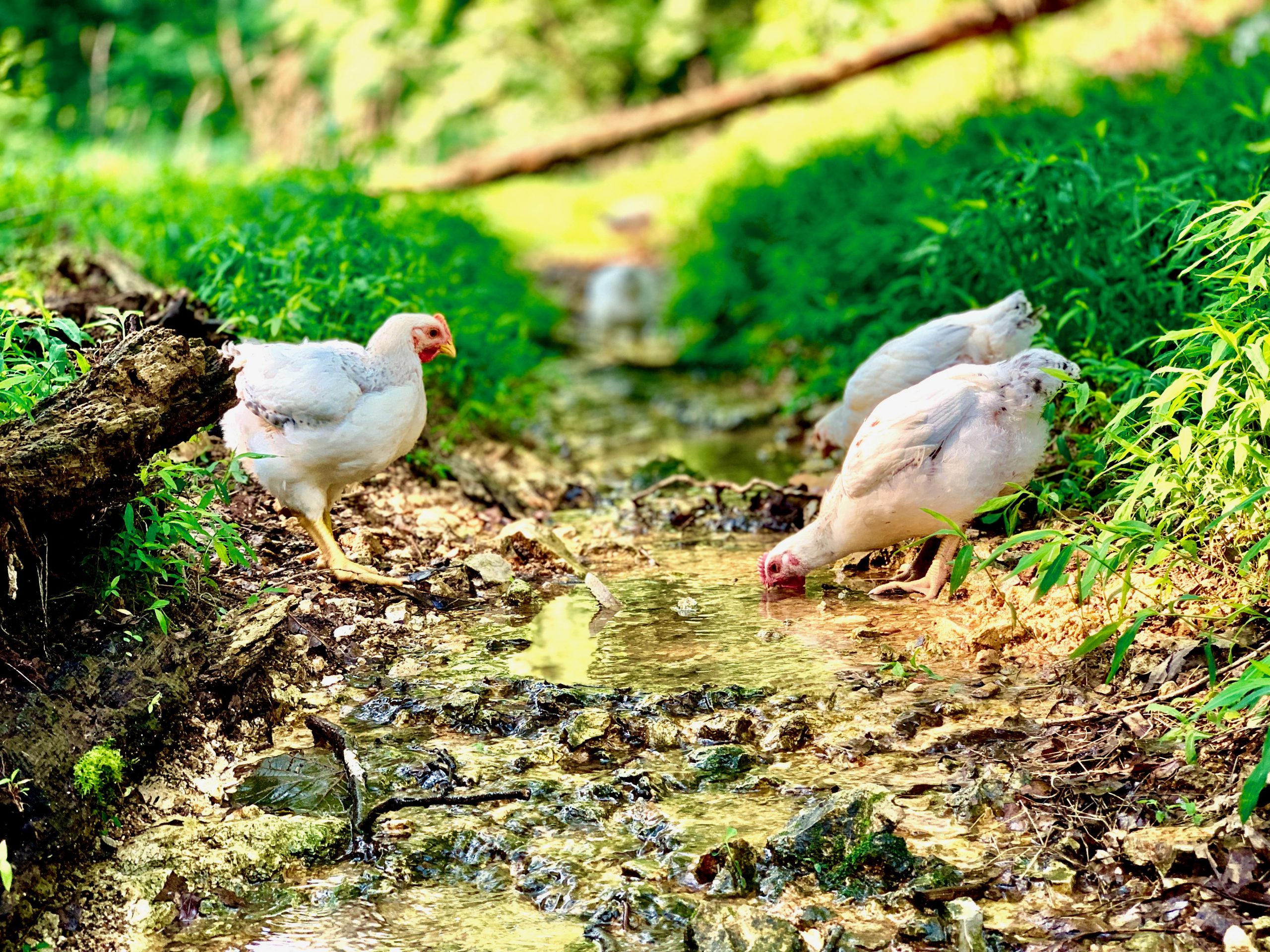 Cooks Venture chickens in the creek