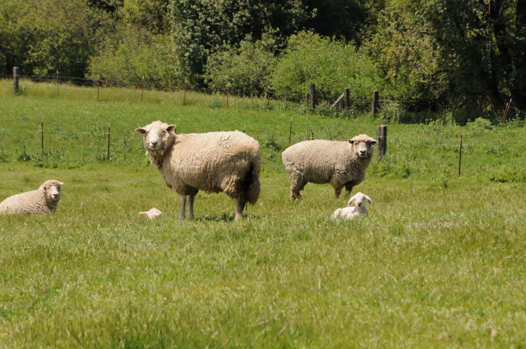 Lamb in the field
